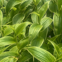 Tricyrtis hirta 'Albomarginata'